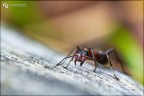 Angry ant
