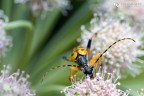 Bug portrait