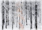 Prima Neve