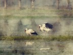 un'interpretazione naturalistica: le cicogne