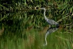 Crop originale, un po di PS per colmare le lacune del 135-400