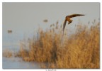 per forza ambientati vista la distanza (nemmeno a 500mm ci si avvicinava molto), ma devo dire che mi piacciono (presuntuosetto eh?)...