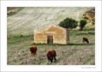 campi di Sicilia