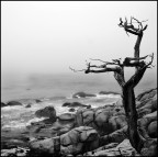 Ghost Tree