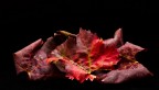 Nikon D90+55-200+SB700
1/125 s f11 ISO400