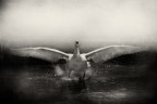 simbolo di eleganza e maestosit: il cigno reale