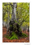 Bosco delle Cese (particolare)
