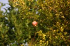f/5.6 1/180 iso 100
Canon D30 con Tamron 18-200 a 200
Commenti e critiche graditi!!!