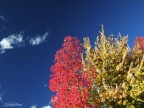 Colori primari