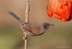 Occhiocotto (Sylvia melanocephala)
