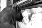 TV............da cani !