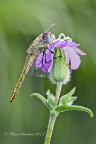 Sympetrum-fonscolombii-femmina