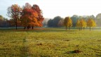 autumn trees autumn trees