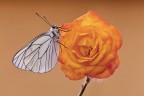 Aporia