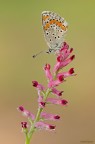 Polyommatus icarus
Dati exif: ISO 100 - f/11 - 1/4 sec. - luce naturale - cavalletto - scatto remoto - plamp

[url=http://img689.imageshack.us/img689/1428/polyommatusicarus2500px.jpg] Alta risoluzione 2500px [/url]
Graditi commenti e critiche
Max