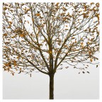 untitled fall