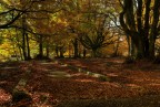 Autumn forest