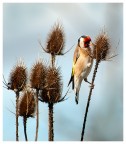 cardellino