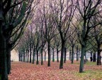 parco in citt