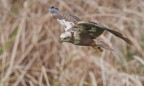 Falco di palude