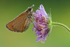Hesperiidae