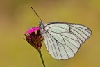 Aporia