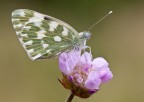 Pontia edusa