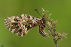 Zerynthia cassandra