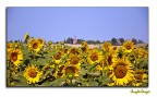 girasoli