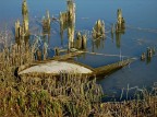 fra i silenzi della palude e.... l'abbandono umano