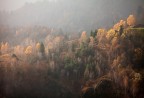 Morning light on autumnal colours