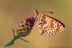 Melitaea didyma (Esper, 1779) 

www.rossidaniele.com

Canon EOS 7D + Sigma 180mm f/3.5 EX DG HSM Macro
f14 - 1/30 - ISO 100
15.08.2012 ore 7.33
Suggerimenti e critiche sempre ben accetti
[url=http://www.rossidaniele.com/HR/_MG_3154copia-mdc-1500.jpg]Versione HR[/url]