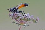 Cylindromia sp.