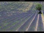 Provenza # 14 - Lavanda