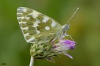 pontia edusa..
