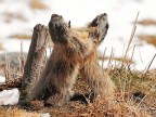 Marmotta # 12