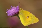 Viola... e giallo...