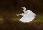 In volo