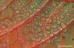 Autumn in the textures of the leaves