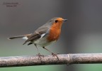 Primo Pettirosso della stagione