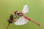 Sympetrum fonscolombii (m)