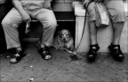si fanno compagnia...