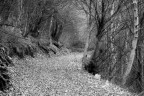 La strada nel bosco