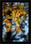 autunno