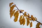 si sta come d'autunno sugli alberi le foglie