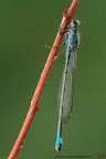 Ischnura elegans (Vander Linden, 1820)

www.rossidaniele.com

Canon EOS 7D + Sigma 180mm f/3.5 EX DG HSM Macro
f13 - 0.5s - ISO 100
09.09.2012 ore 6.59
Suggerimenti e critiche sempre ben accetti
[url=http://www.rossidaniele.com/HR/_MG_3175copia-mdc-1500.jpg]Versione HR[/url]