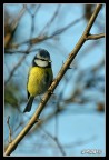 Per niente intimidata dalla mia presenza, la giovane cinciarella si mostra in tutta la bellezza dei suoi colori
Canon EOS 300D con EF 100-400L a 400 mm