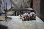 Nudo e crudo