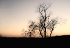 alba