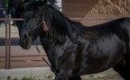 Il Murgese